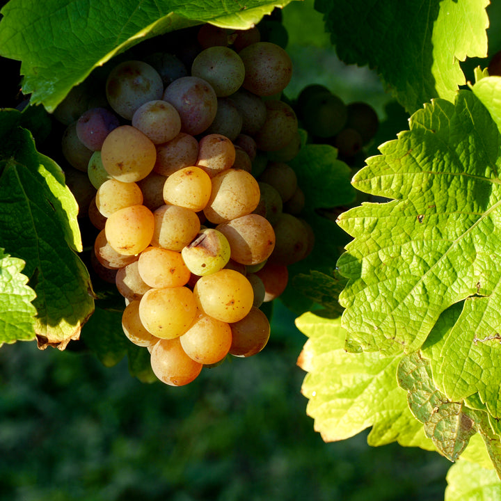 Gewuerztraminer Weintrauben fuer deinen Garten
