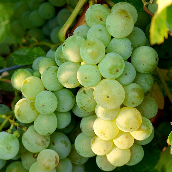 Weinrebe Kerner für deinen Garten