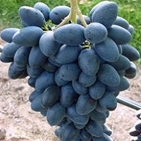 Blaue Traube Kodrianke für deinen Garten - weinliebe.de