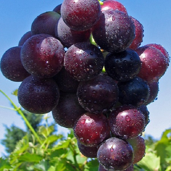Traube blau Kyoho weinliebe.de GmbH