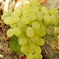Traube gelb Lilla fuer deinen Garten - weinliebe.de 