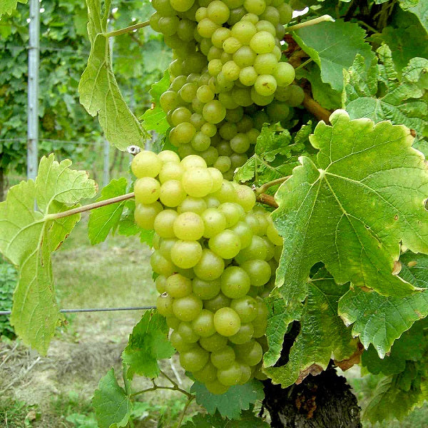 Weinrebe Morio Muskat für deinen Garten