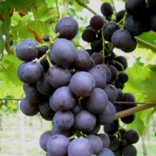 Traube blau für deinen Garten - weinliebe.de