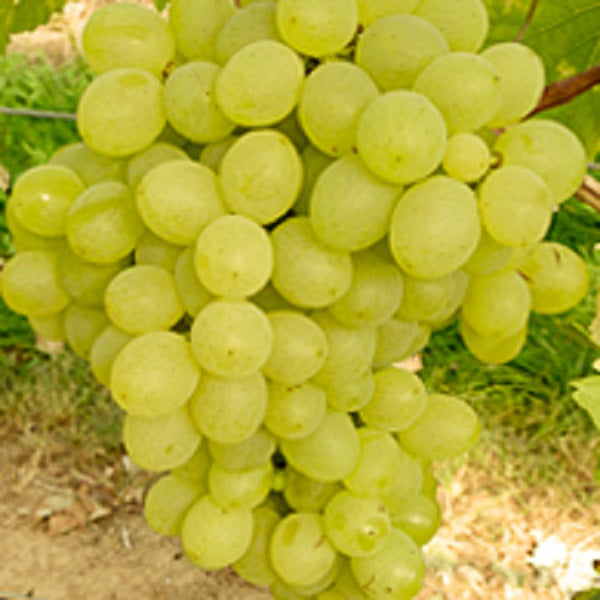 Kernlose Traube Carina für deinen Garten - weinliebe.de