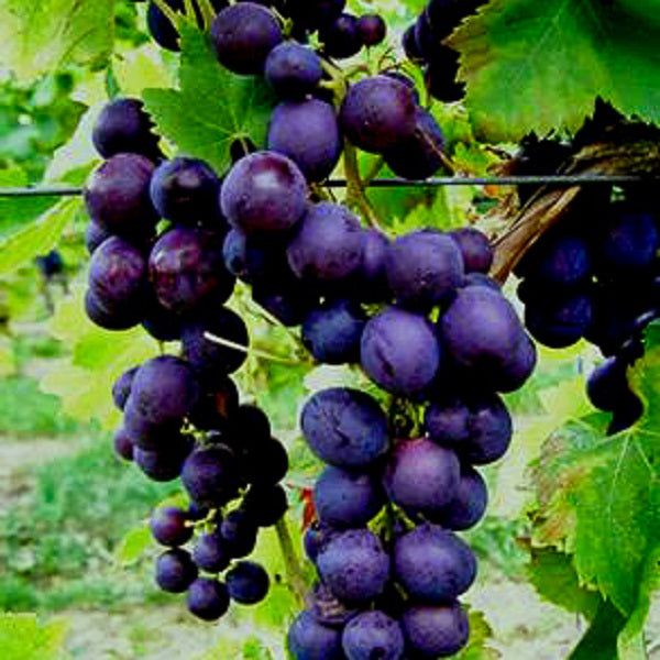 Traube blau Nero für deinen Garten - weinliebe.de