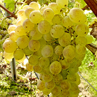 Traube gelb kernlos Nicole fuer deinen Garten - weinliebe.de
