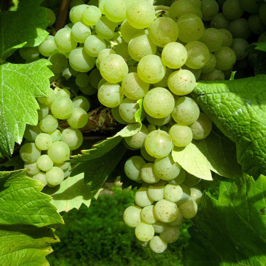 Weintraube gelb Gutedel