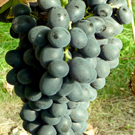 Traube Louis kernlos weinliebe.de GmbH