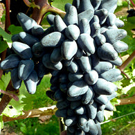 Traube Philipp für deinen Garten - weinliebe.de