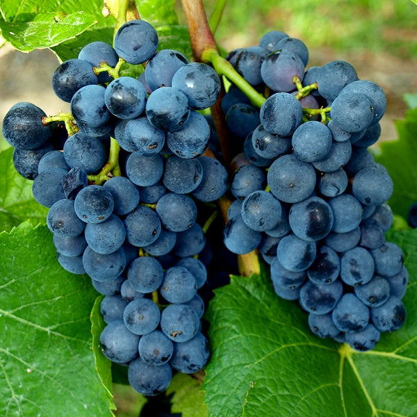 Weinreben kaufen – robuste Reben für Garten und Balkon