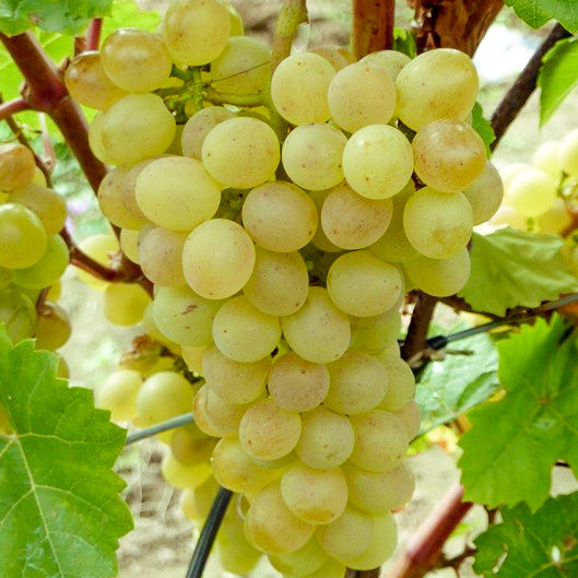 Gelbe Traube Primavera für Ihren Garten - weinliebe.de 