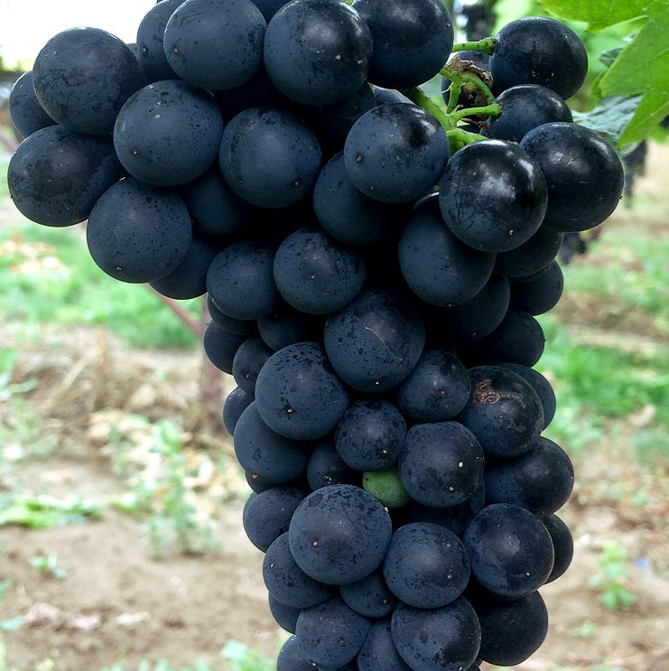 Weintraube Rondo fuer deinen Garten - weinliebe.de