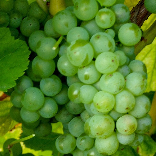 Weintraube gelb Silvaner