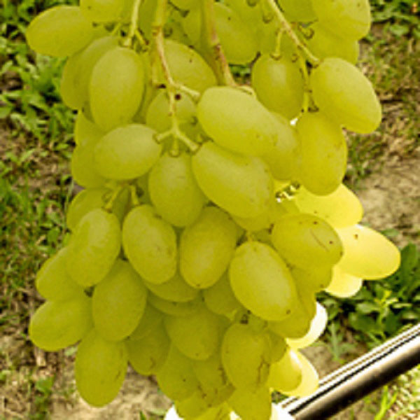 Gelbe kernlose Traube Sonja fuer deinen Garten - weinliebe.de