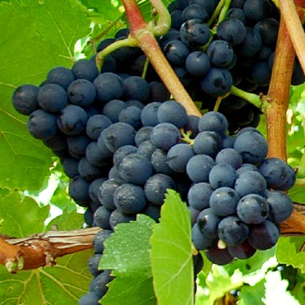 Weinrebe Spaetburgunder fuer den Garten