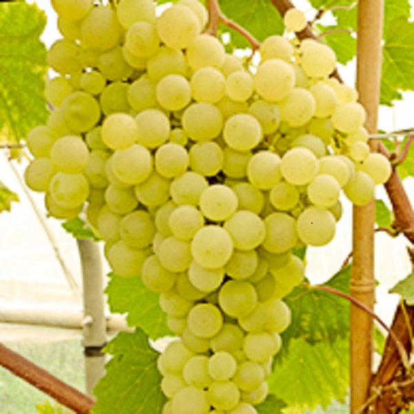 Gelbe Traube Stefanie fuer deinen Garten - weinliebe.de