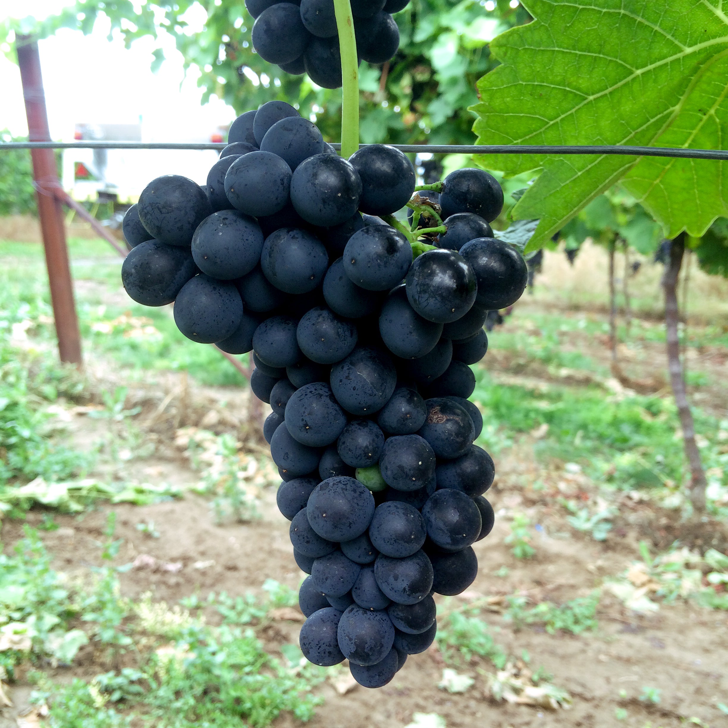 Traube Venus für deinen Garten - weinliebe.de 