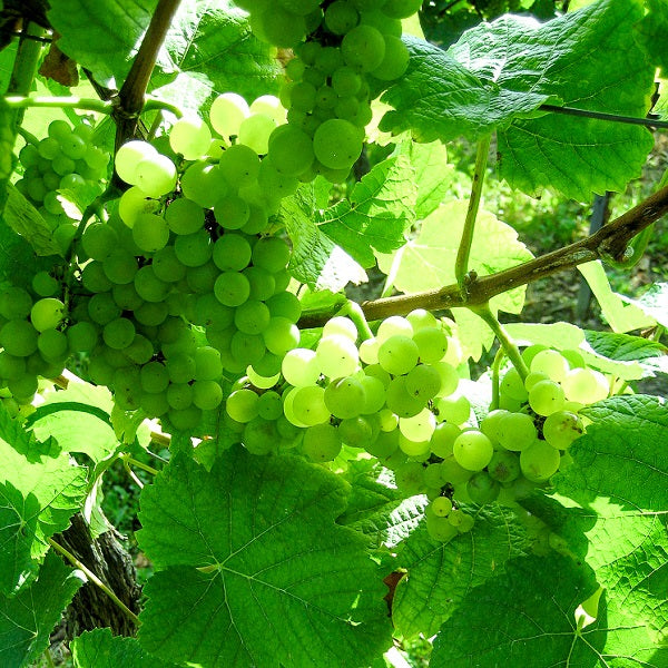 Weinrebe Weissburgunder fuer deinen Garten
