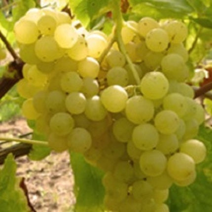 Gelbe kernlose Traube Primus fuer deinen Garten - weinliebe.de 