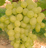 Gelbe Traube Sophie fuer deinen Garten - weinliebe.de